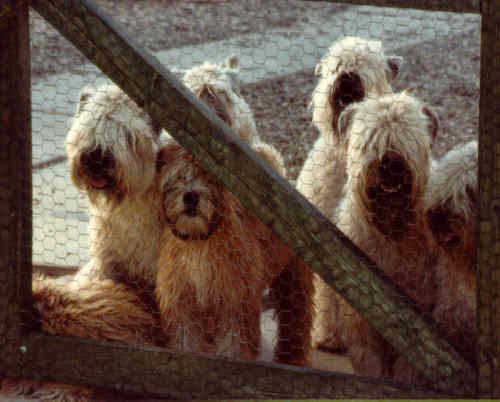 Wheatens at the gate