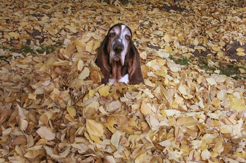Hiding in the leaves