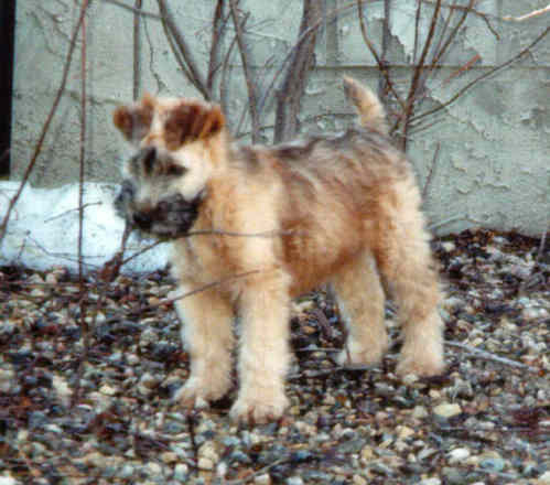 newborn wheaten terrier